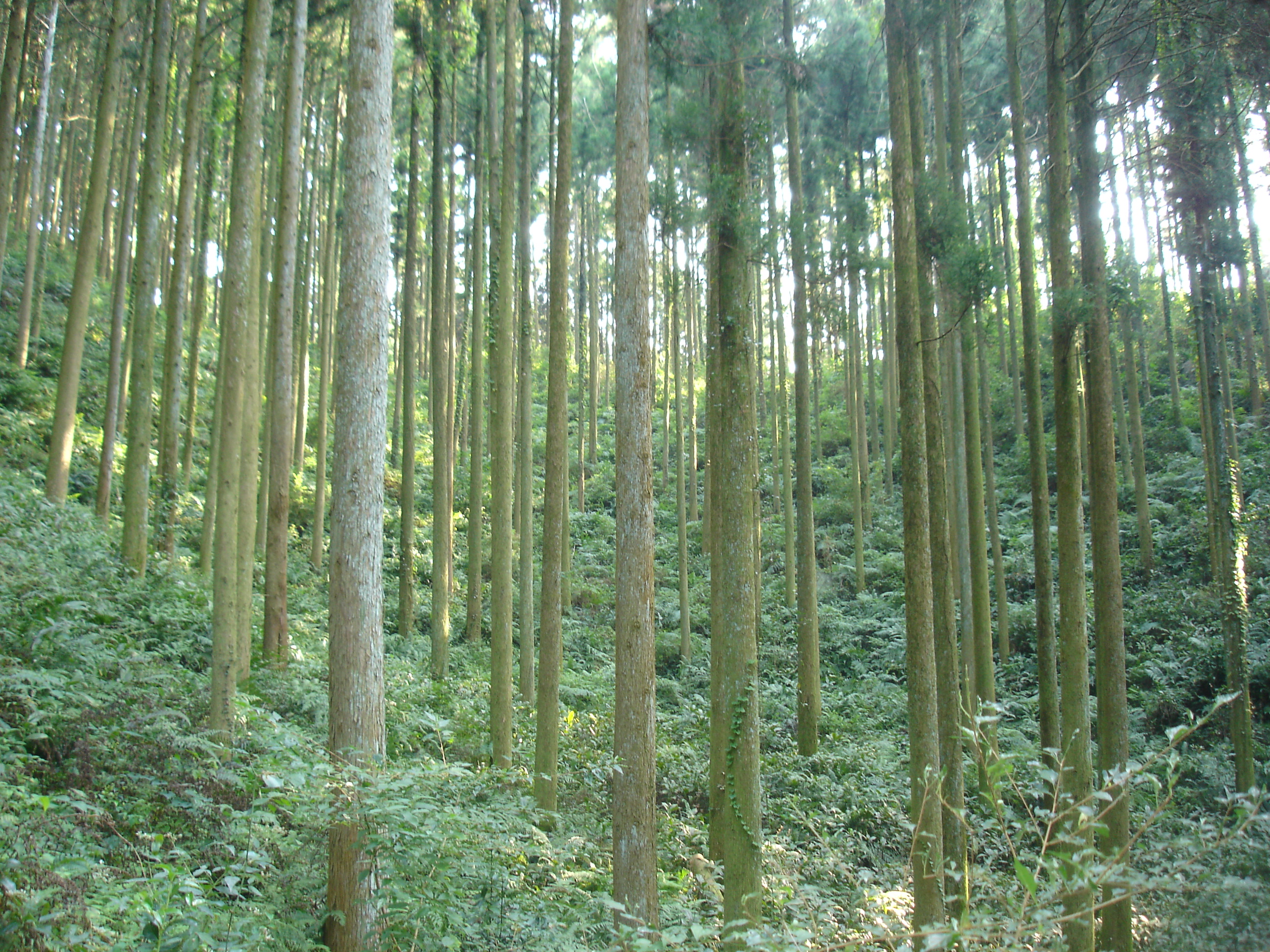 福岡市営林間伐促進型プロジェクト